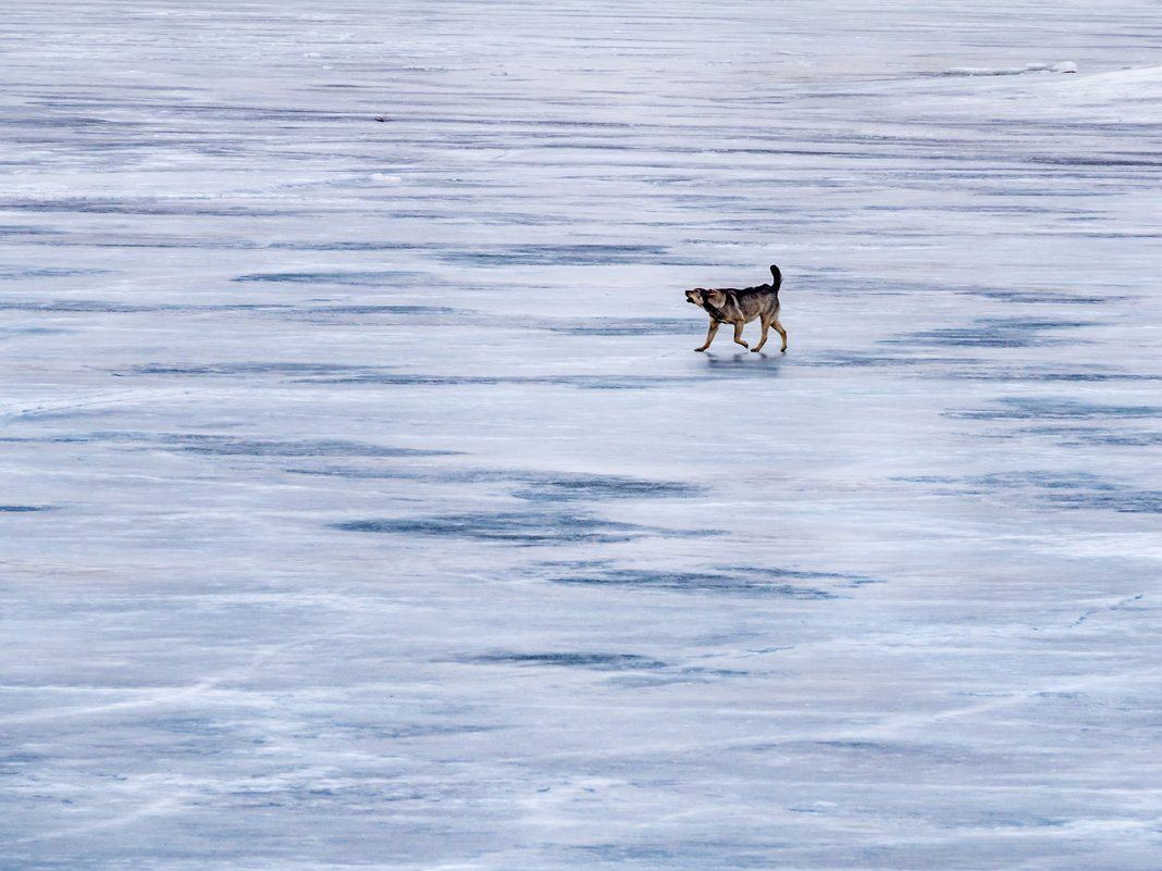 Собачка на Амурском льду - Igor Volkov
