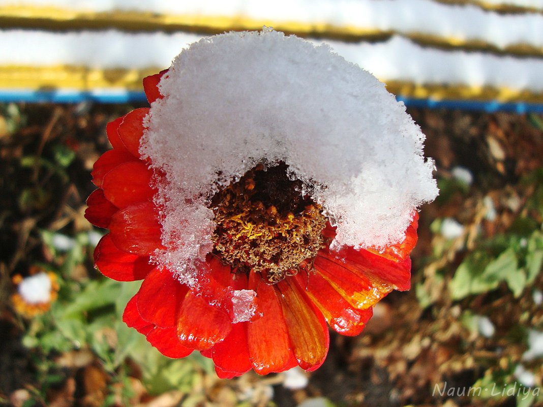 Цветы под снегом - Лидия (naum.lidiya)