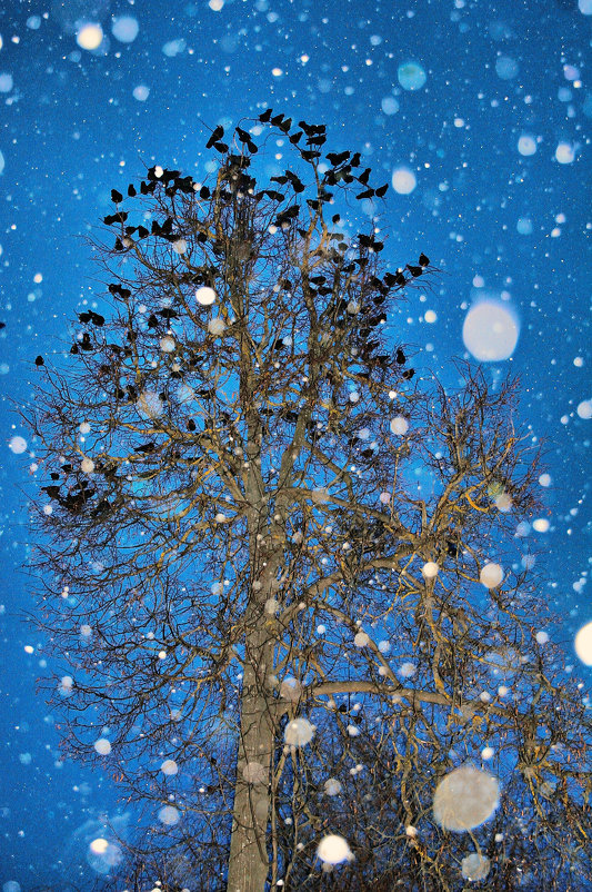 Птицы снег... - Валерий Баранчиков