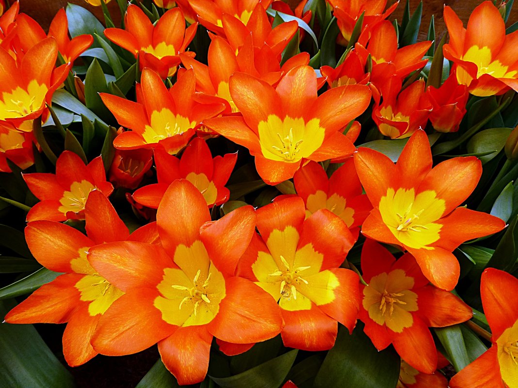 Яркие тюльпаны - Лидия Бусурина