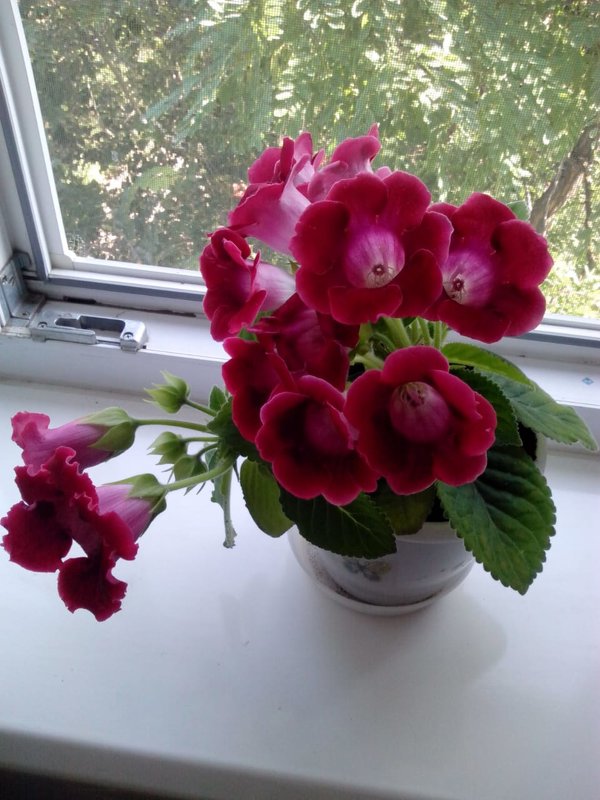 Красивые Цветы На Окне Фото