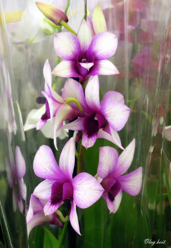 О красоте орхидей... - Тамара Бедай 