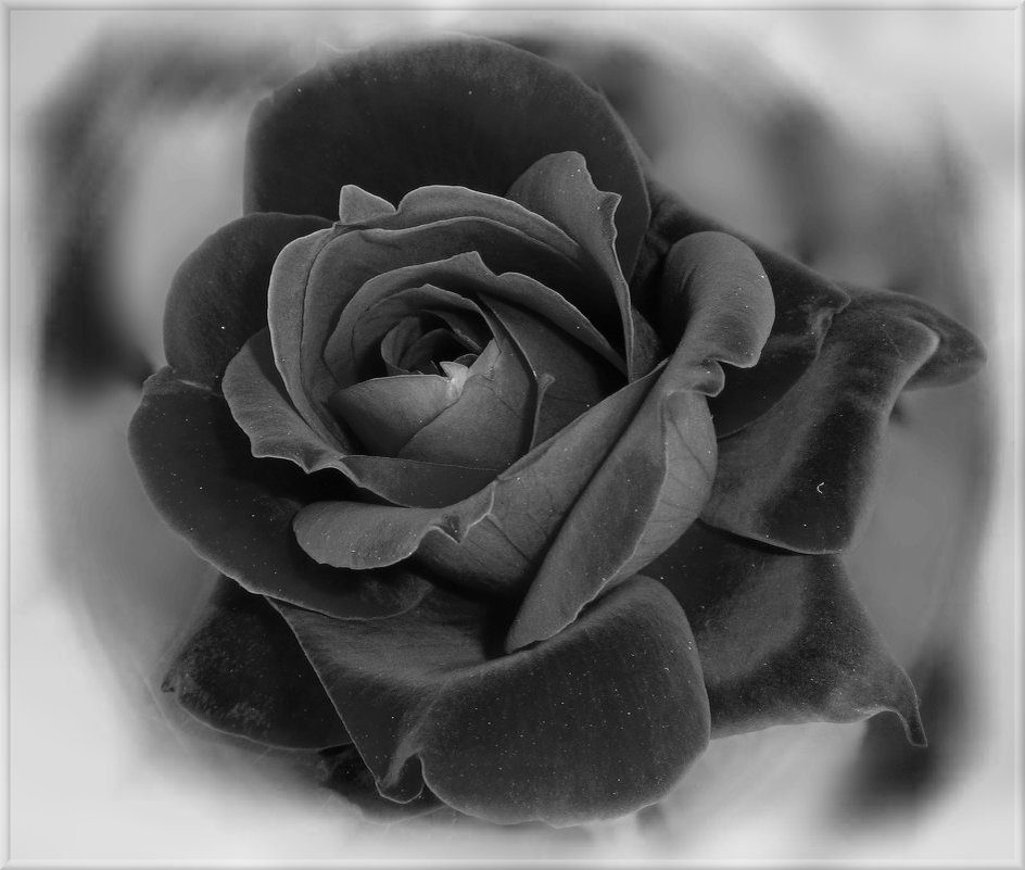 Черная роза - эмблема печали. - Зоя Чария