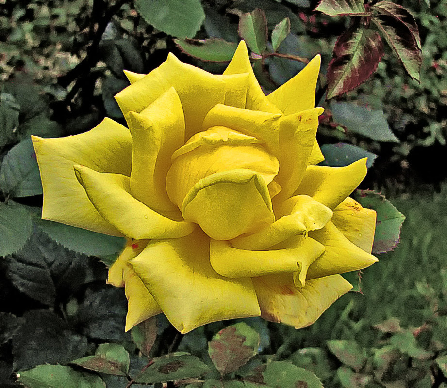 роза жёлтая - Nikolay Monahov