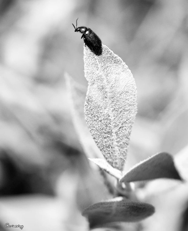 Мечтательный жук... Dreamy beetle... - Сергей Леонтьев