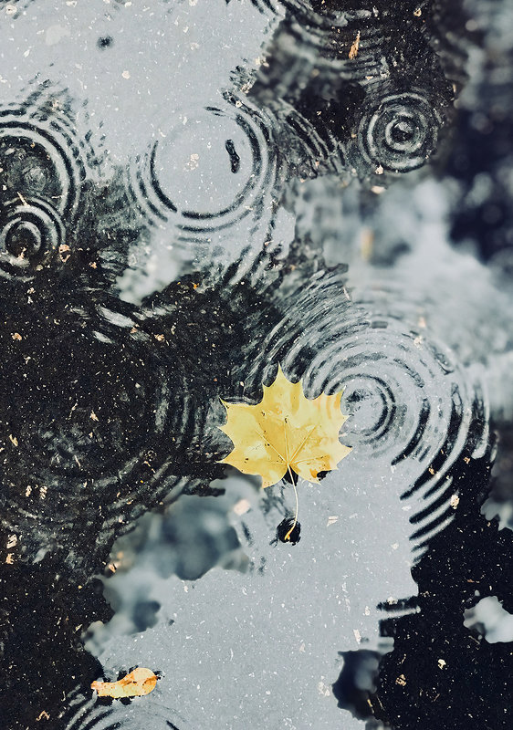 Осенний дождь - Светлана Карнаух