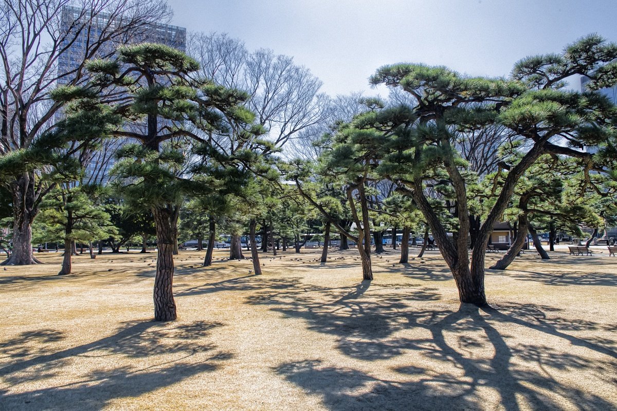 Парк в Токио - Анатолий Ш