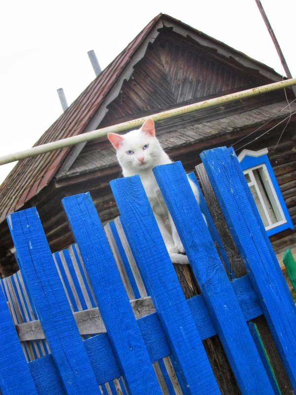 Кошка на заборе - Юлия Александрова