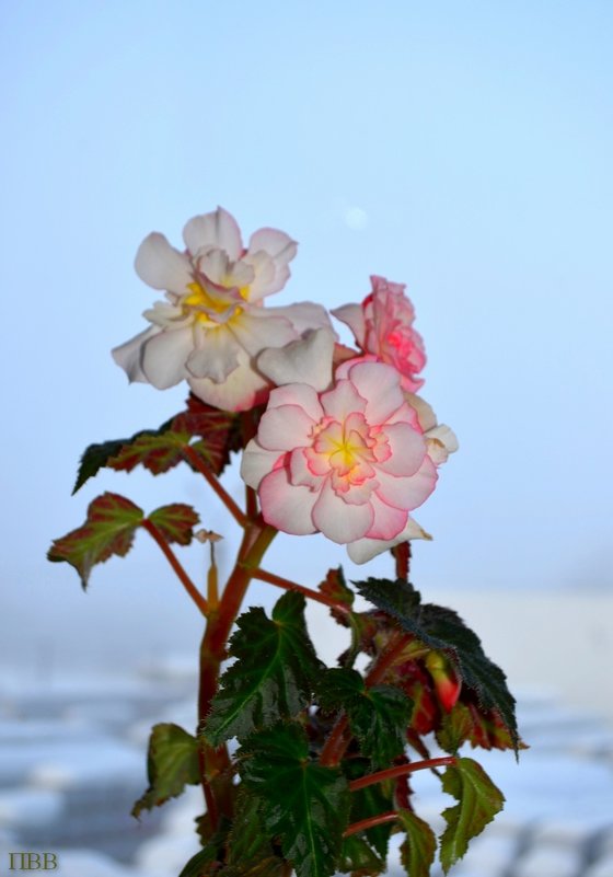 Цветы зимой - Владимир Перваков