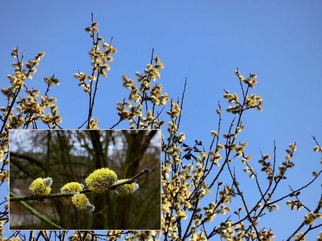 Синий, белый и желтый = весна - Heinz Thorns