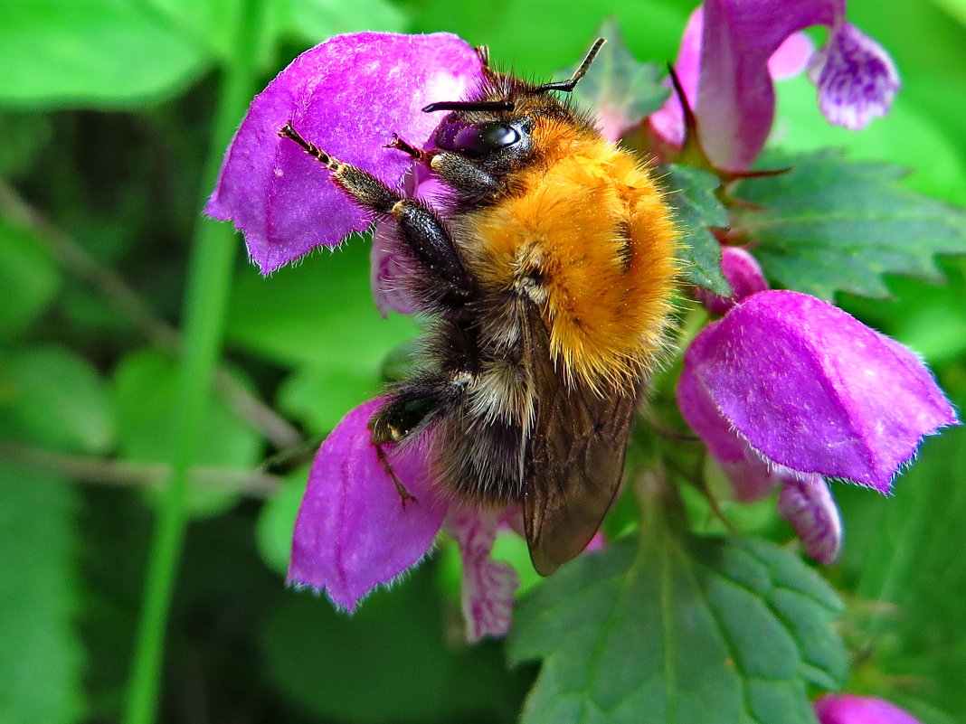 Bombus hypnorum Шмель городской или парковый - vodonos241 