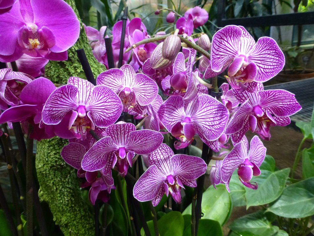 Орхидеи - Лидия Бусурина
