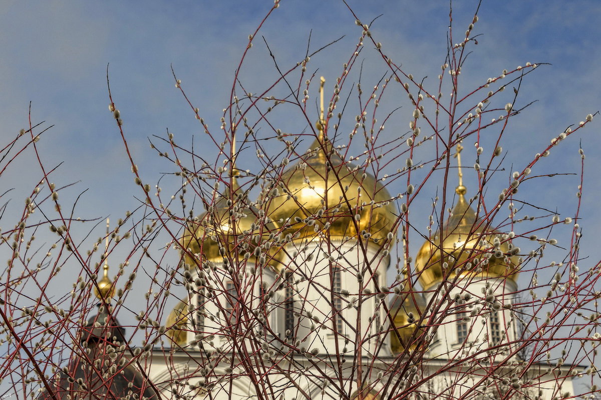 Верба на фоне куполов Успенского собора. - Анатолий. Chesnavik.