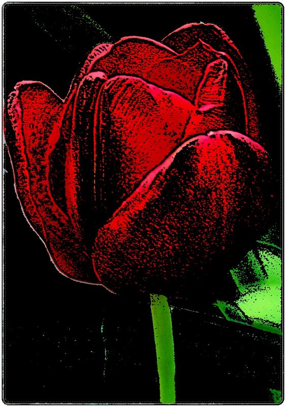 В мире тюльпанов - Нина Корешкова