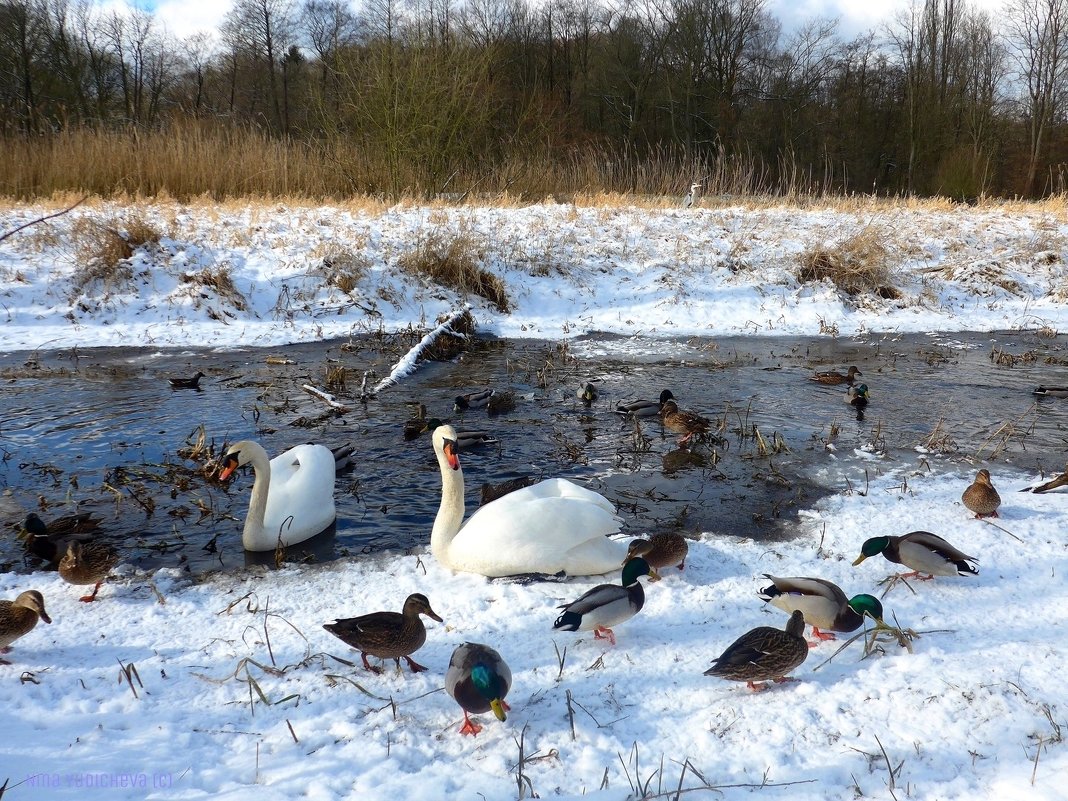 Лебеди, утки и цапля в камышах :) - Nina Yudicheva