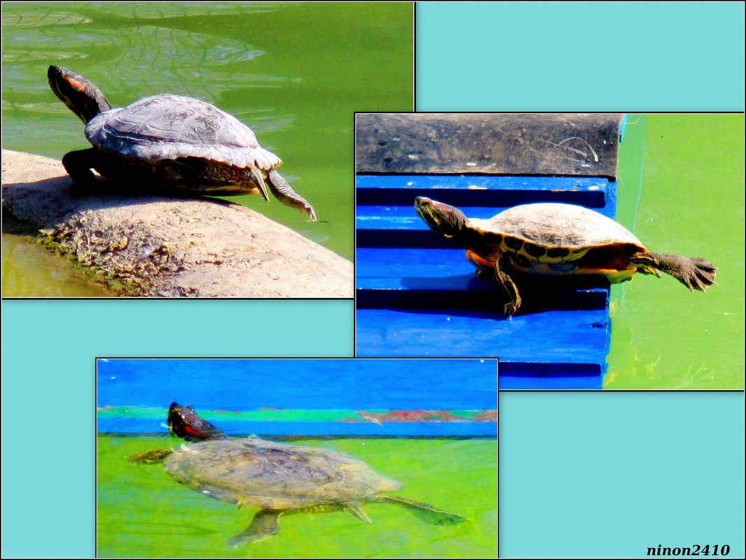 Из жизни болотных черепах - Нина Бутко