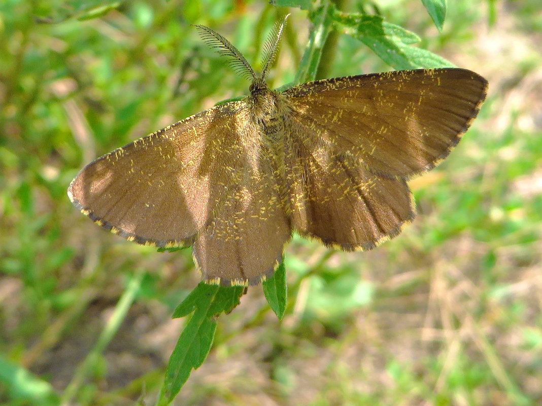 Травянка в тени трав.Ematurga atomaria (Linnaeus, 1758).  Пяденица травяная - vodonos241 