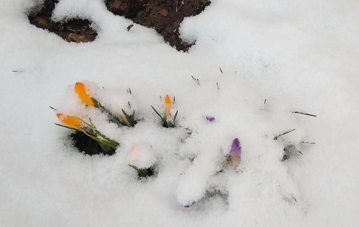 Крокусы в снегу - Елена Павлова (Смолова)
