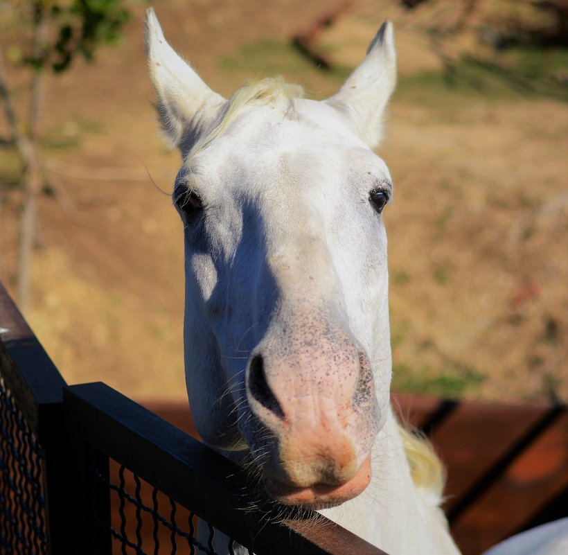 Портрет белого коня - Ольга (crim41evp)