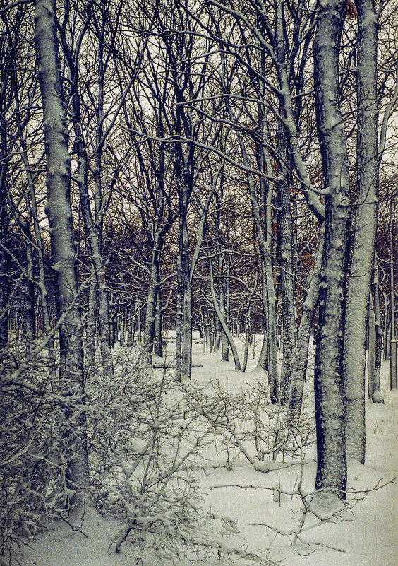 И снова снег... - Виктор Малород