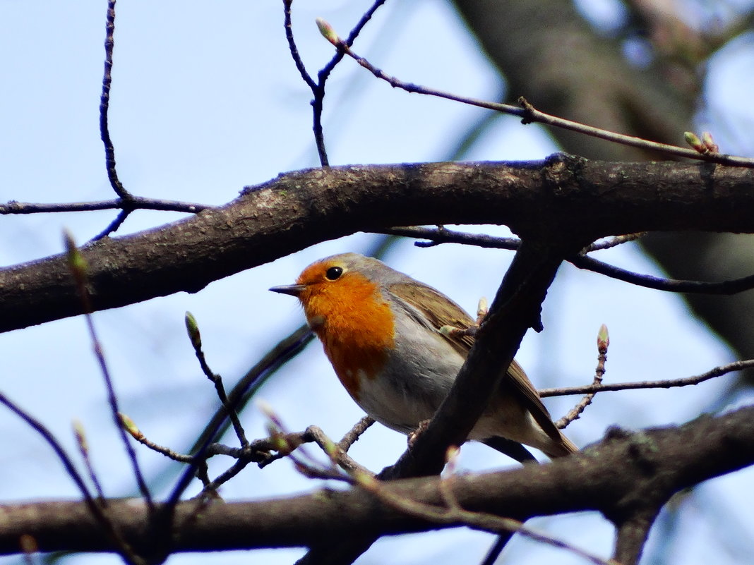 Зарянка.  Заря́нка (лат. Erithacus rubecula) - vodonos241 