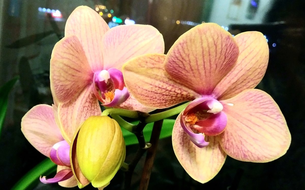 орхидеи на окне - Елена Байдакова