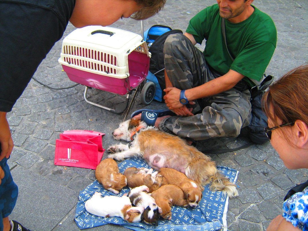 Поможет ли любовь  и забота о животных вылечиться от наркомании - Гала 