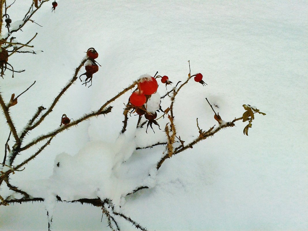 алые ягоды на снегу - Владимир 
