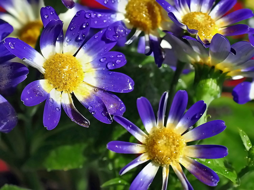 Весны цветы - Александр Резуненко