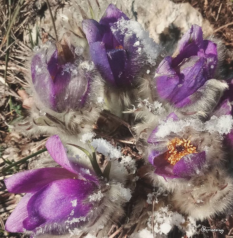 Сон-трава в утреннем снежном наряде... Anemone patens in the morning snow dress... - Сергей Леонтьев