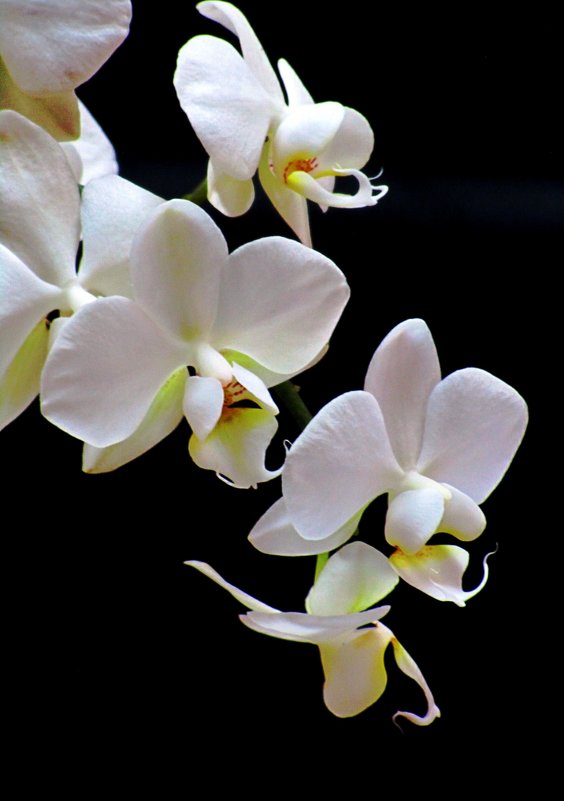 Белая орхидея - Сергей Карачин