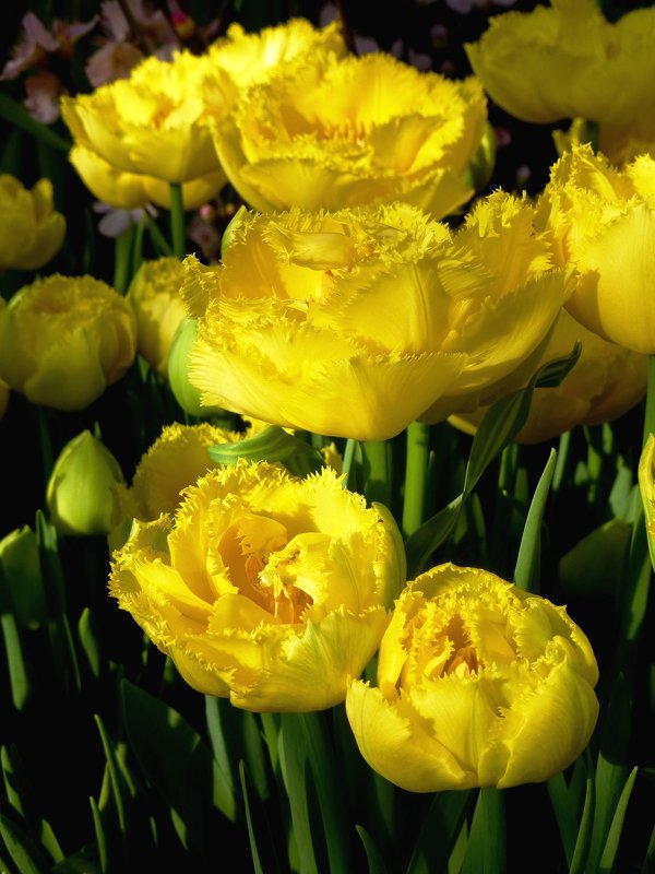 Желтые тюльпаны - Лидия Бусурина