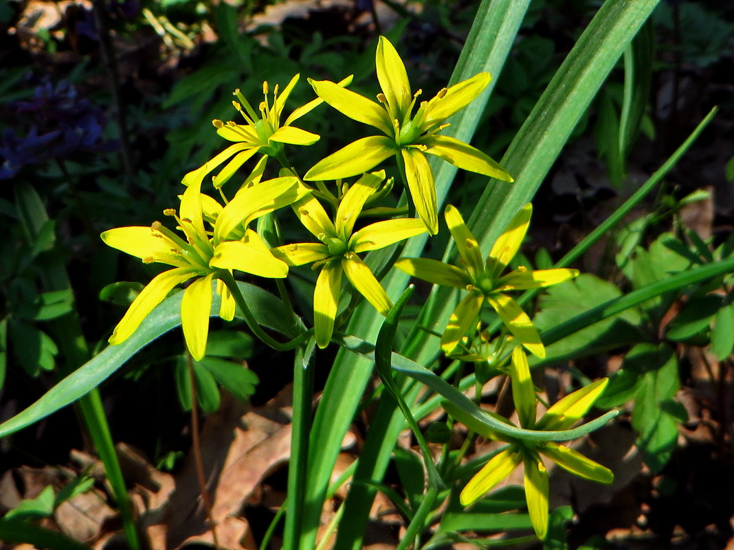 . Первоцветы.Gagea lutea (L.) Ker Gawl. (семейство Liliaceae)Гусиный лук жёлтый - vodonos241 
