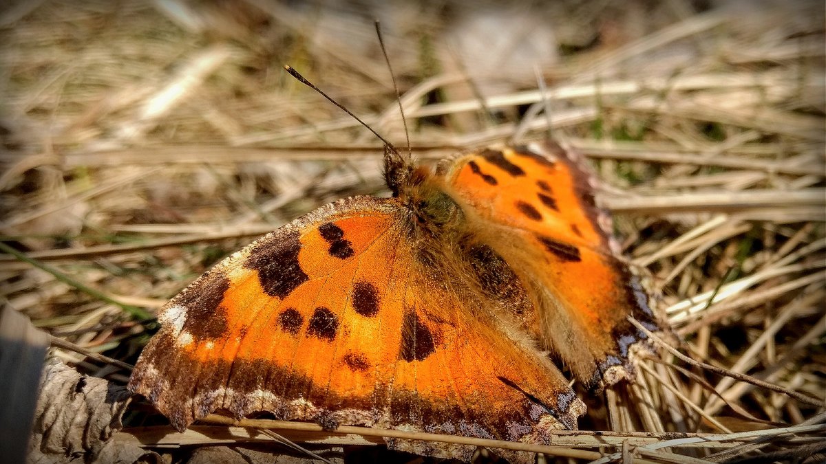 Свежие бабочки весны 2019 10 - Александр Прокудин