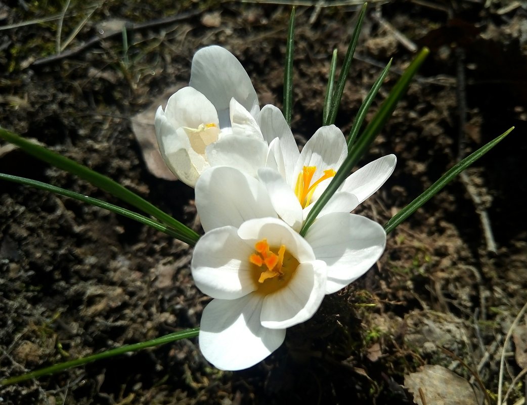 Нежный цветок весны крокус - Елена Павлова (Смолова)