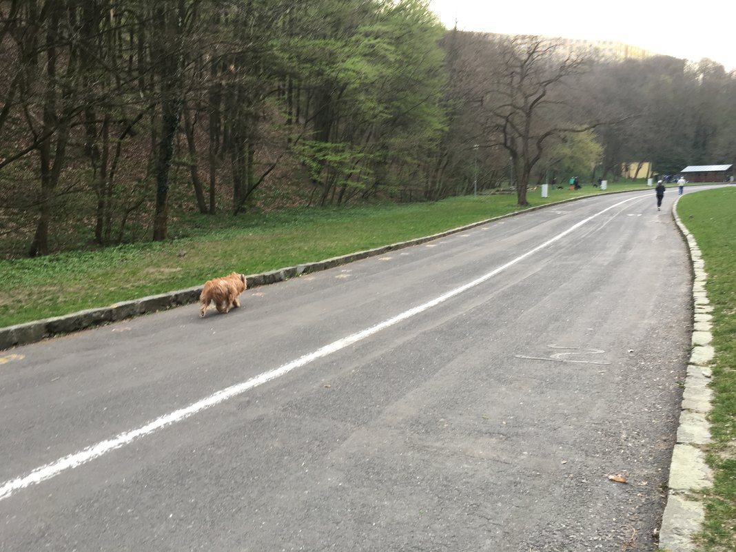 Собака на дороге - Elena Leonenko