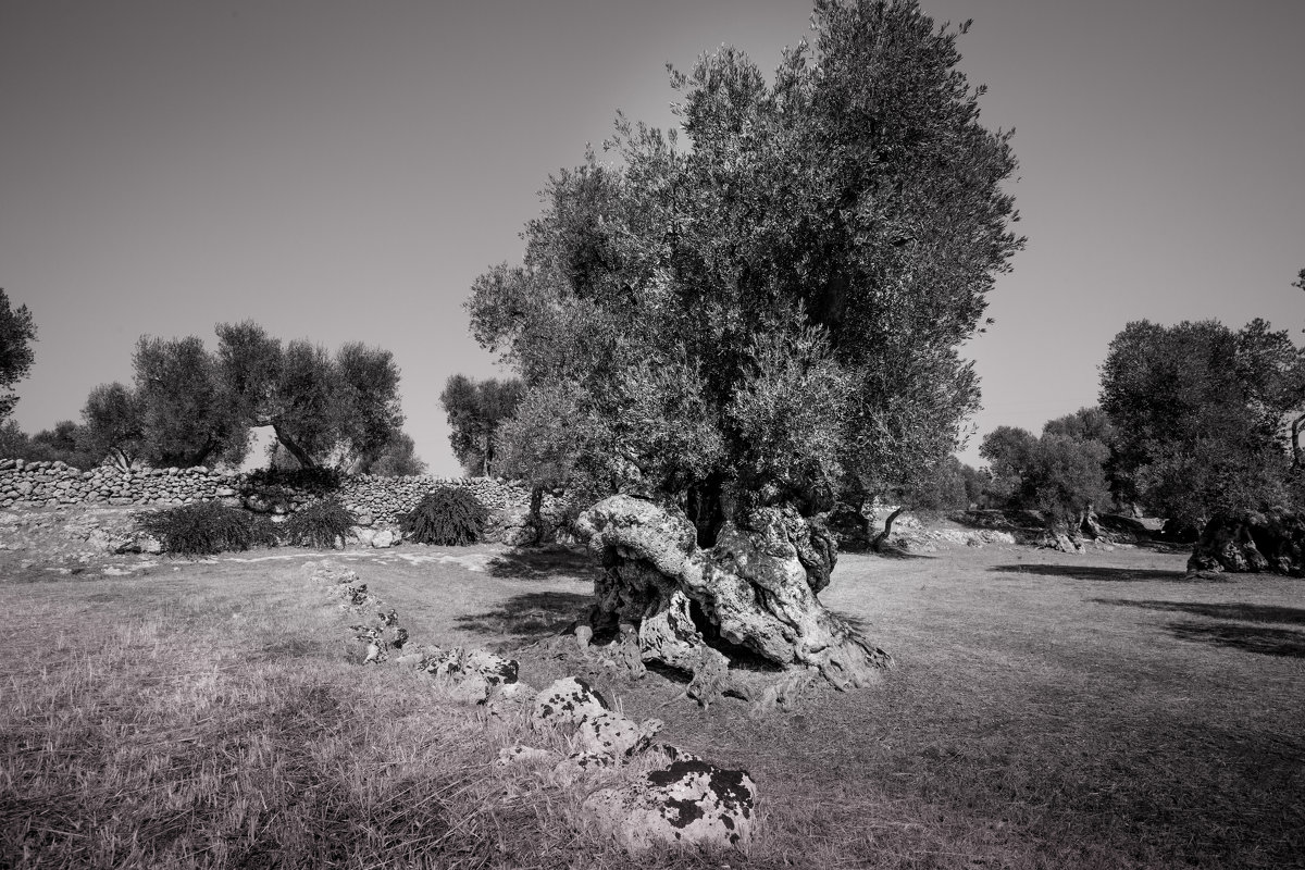 Апулия. Старинная реликтовая оливковая роща - Евдокия Даренская