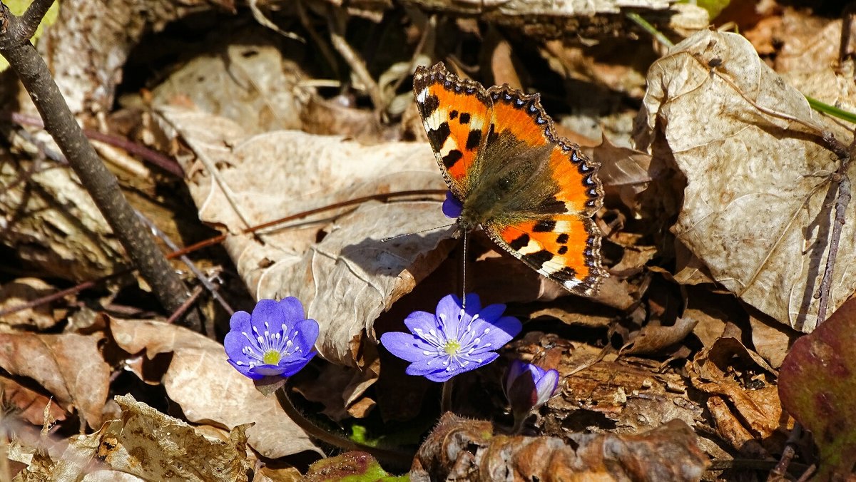 Весна: цветы и бабочки. - Милешкин Владимир Алексеевич 