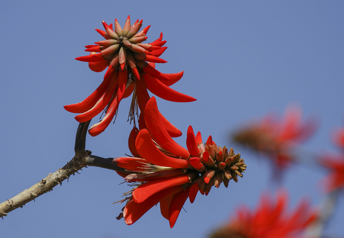 Цветы кораллового дерева - Светлана Карнаух
