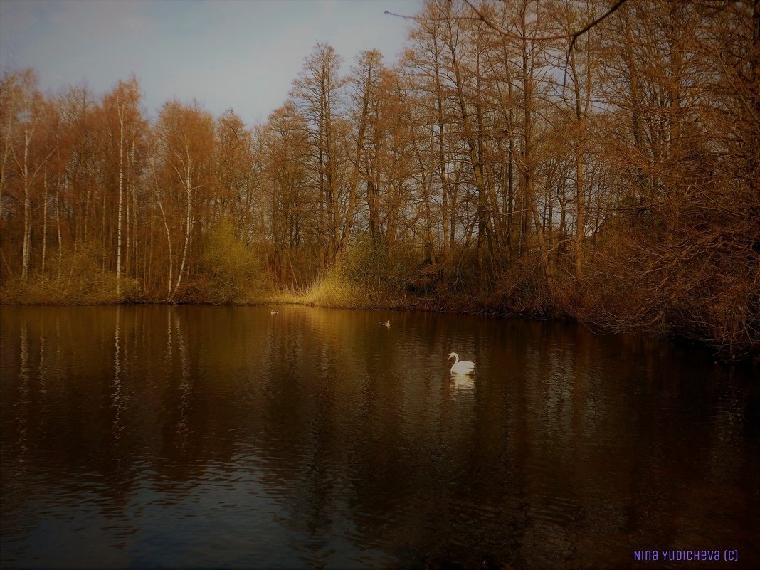 Пейзаж с лебедем - Nina Yudicheva