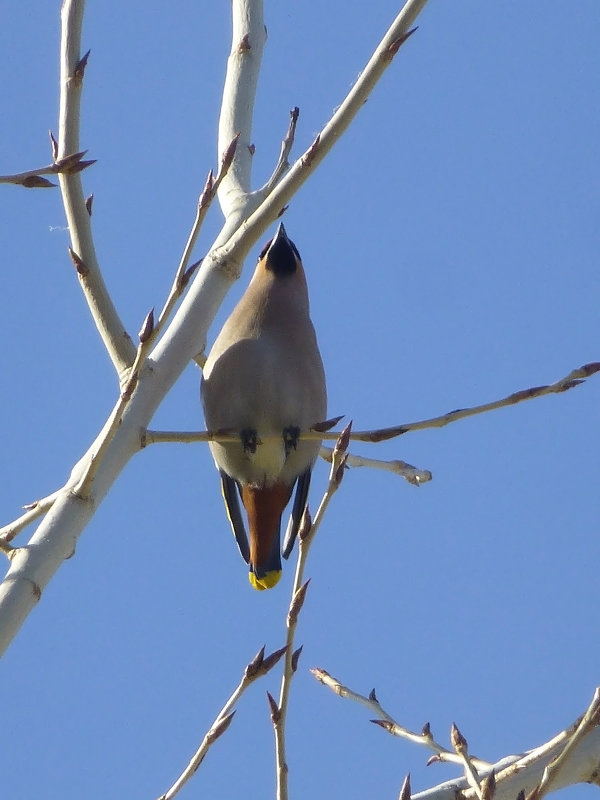 Свиристель обыкновенная, вид птицы снизу - Наиля 