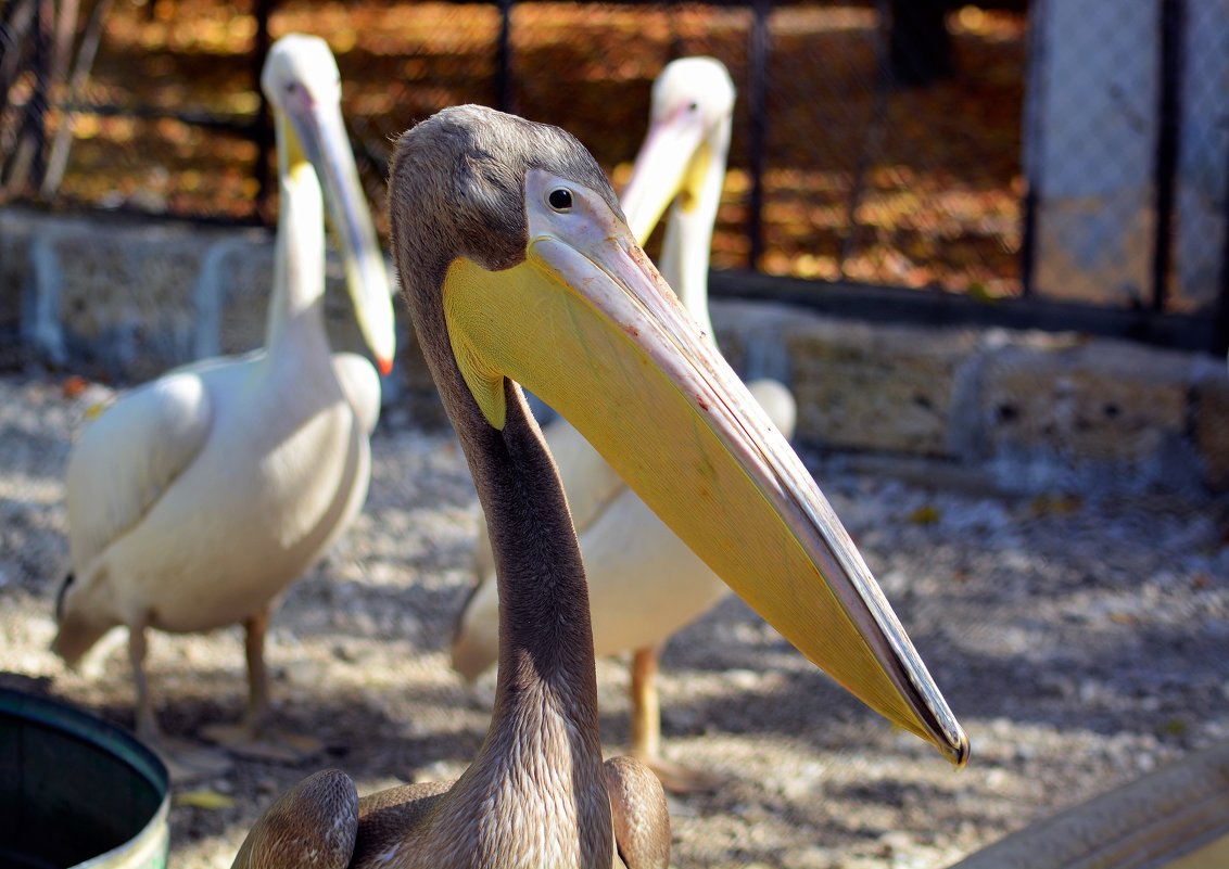 Внимательный пеликан - Ольга (crim41evp)
