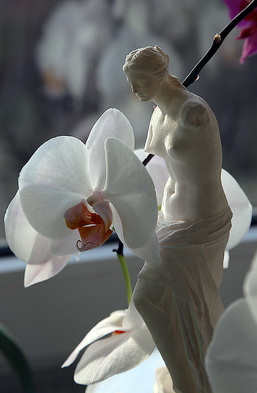 Орхидея - Alexander Varykhanov