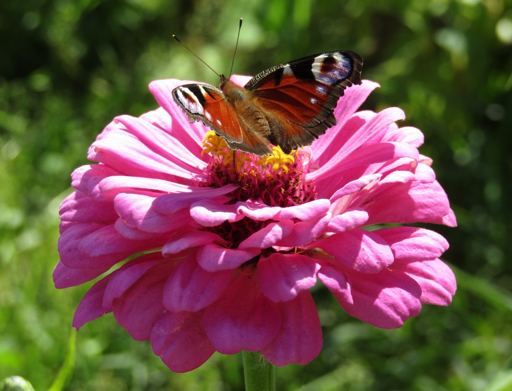 Прекрасный цветок и бабочка - Vladimir Perminoff