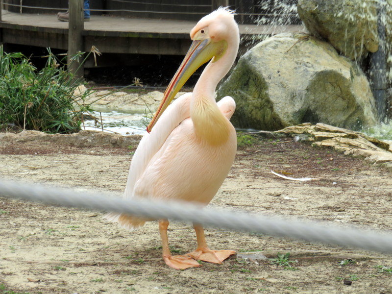 Розовый пеликан - Герович Лилия 