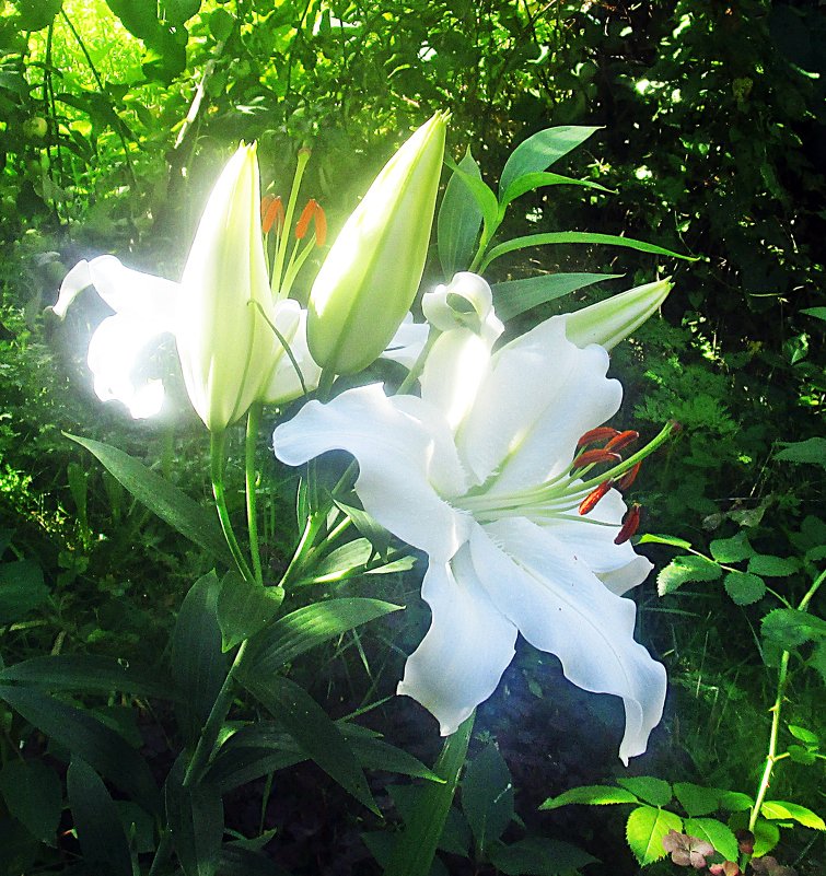 Белая лилия - Лариса 