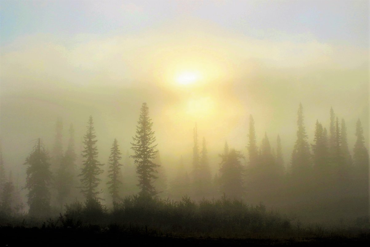 Снова утром туман - Сергей Чиняев 