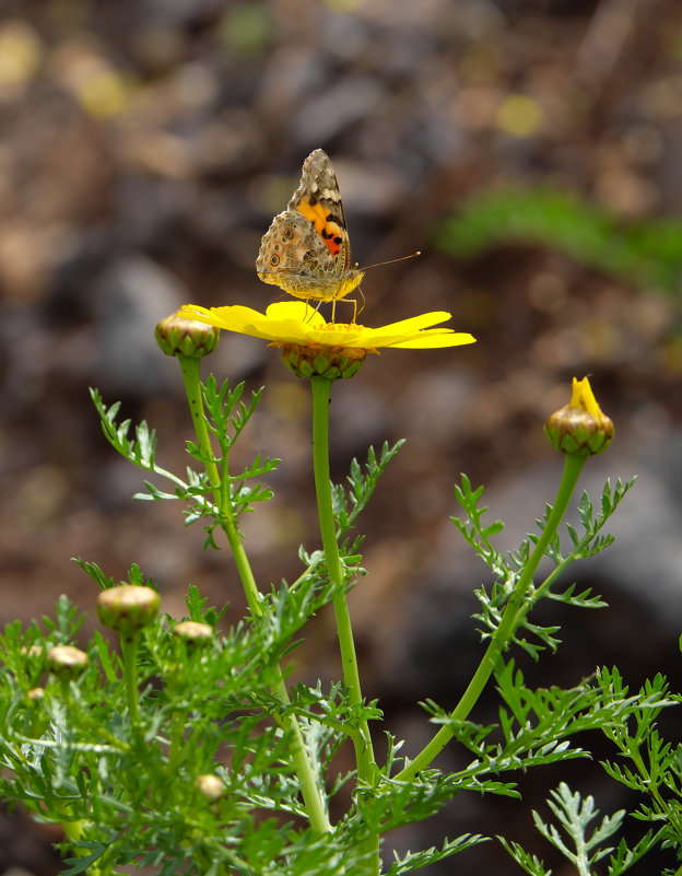 Бабочка на цветке - Александр Деревяшкин