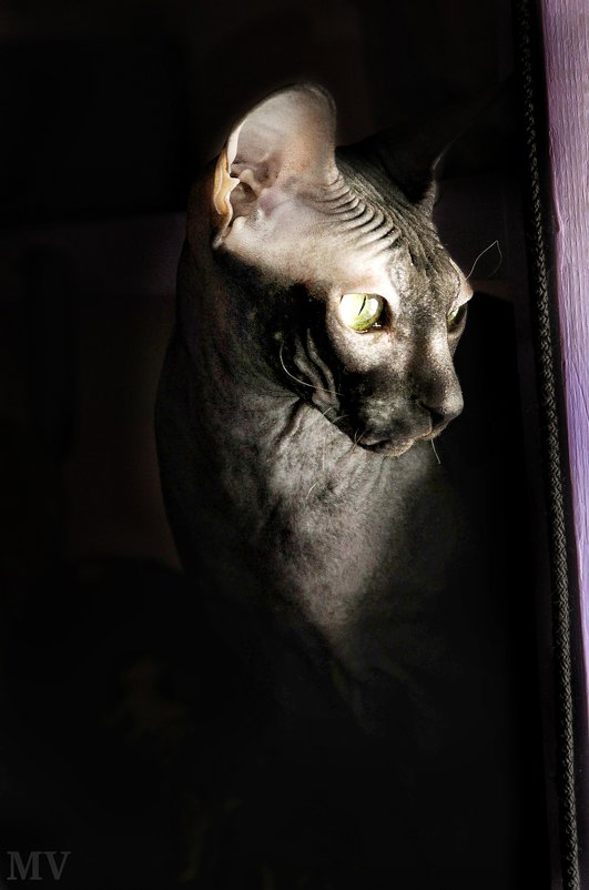 У окна мой кот - Марина Влади-на