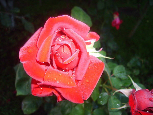 Розы - одни из моих любимых цветов - Наталья Смирнова